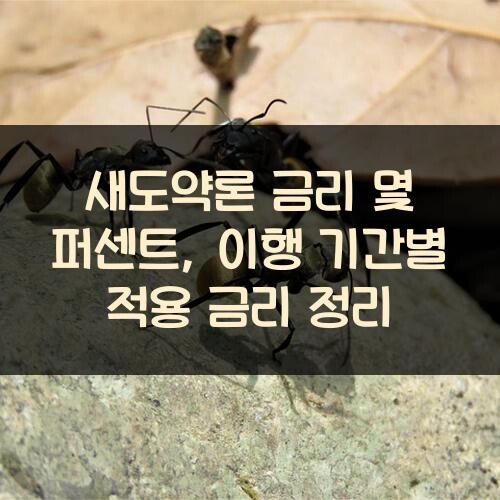 새도약론 금리 몇 퍼센트, 이행 기간별 적용 금리 정리