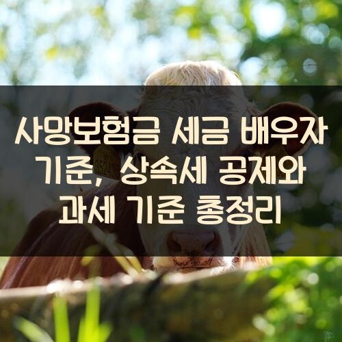 사망보험금 세금 배우자 기준, 상속세 공제와 과세 기준 총정리
